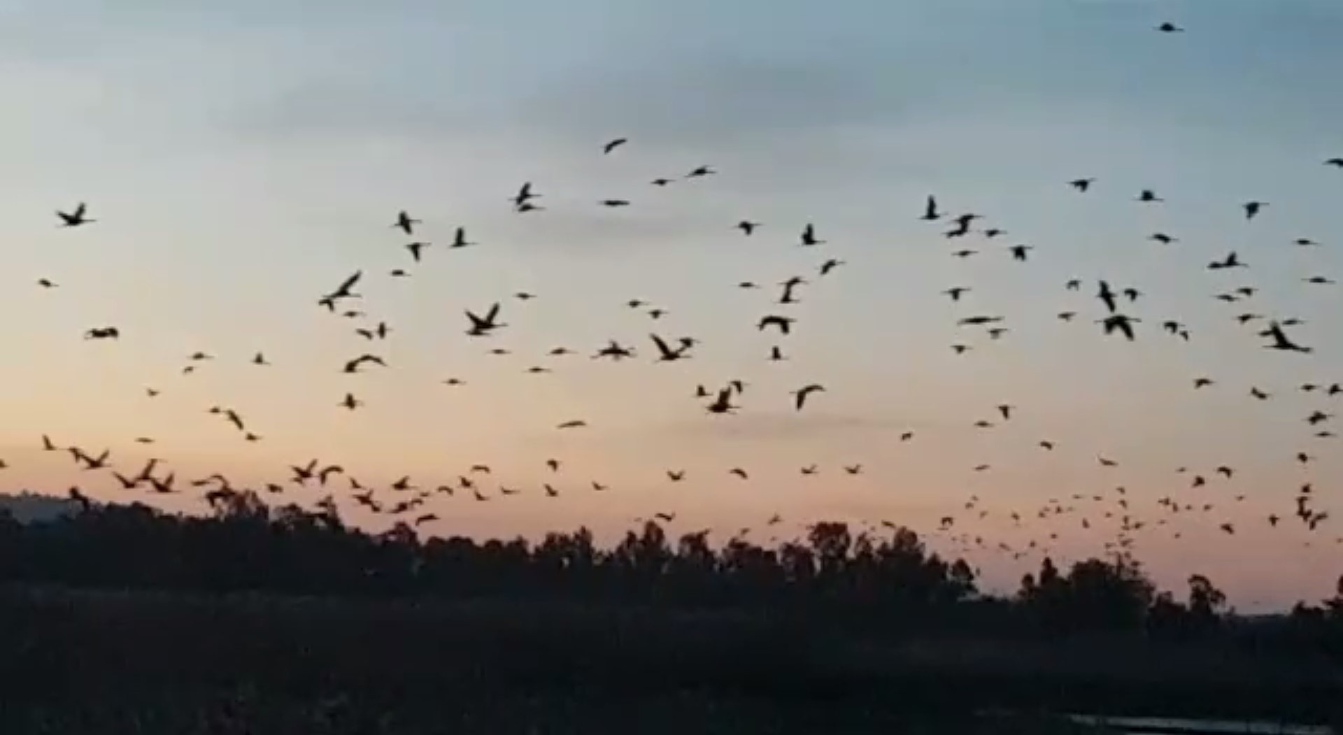 עגורים באגמון החולה. צילום: עינבר שלומית רובין, קק"ל