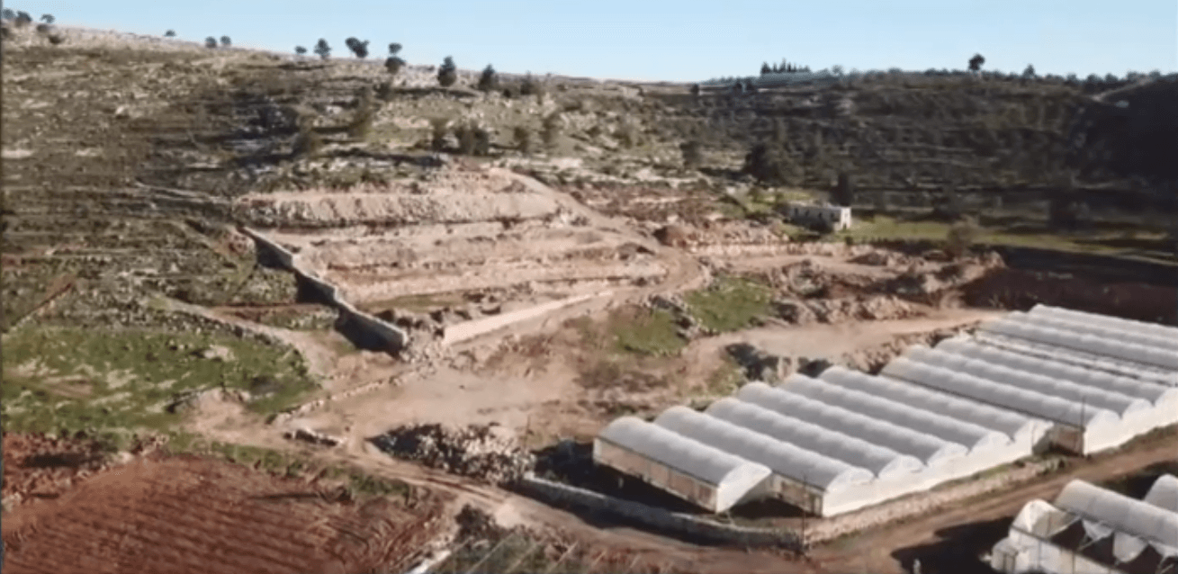 ט"ו בשבט פלסטיני: נוטעים כדי להשתלט על שטחים