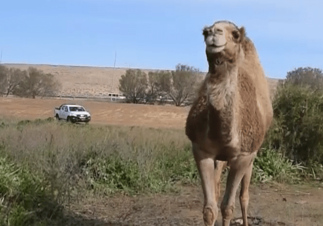 צפו: המשטרה ומג"ב במבצע לאיתור ותפיסת גמלים וחיות משוטטות