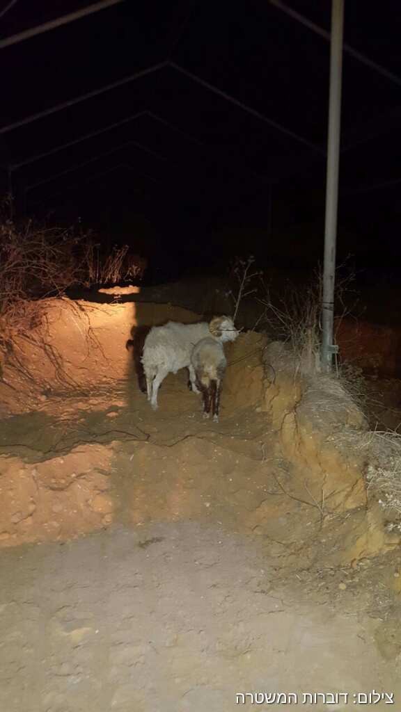 מי נמצא בבידוד כל השנה?