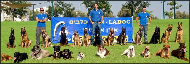 איך לבחור מאלף כלבים מקצועי?