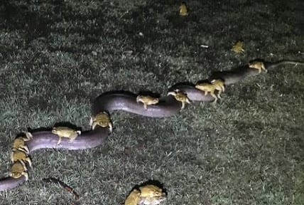 מדהים: הפיתון נשא את הקרפדות בסערה