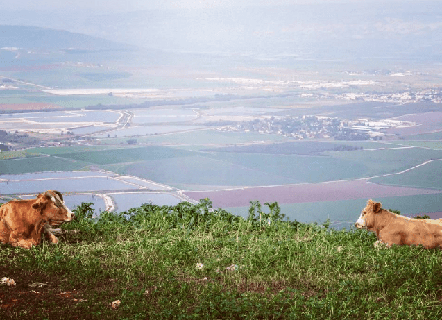 צילום: שי בראל