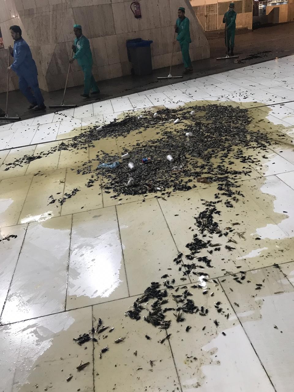 צפו: מכת צרצרים במקומות הקדושים בסעודיה
