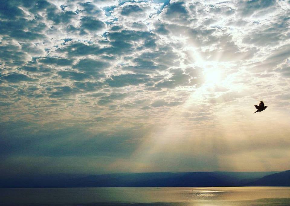 כינרת. צילום: שי בראל