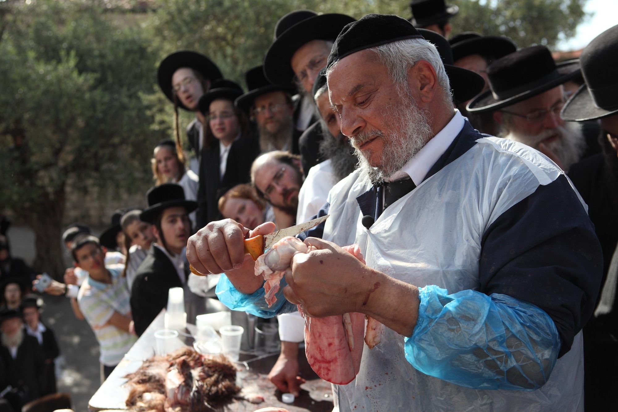 שחיטה כשרה. צילום: פלאש 90