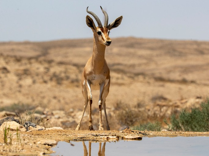 "בנגב יבחן העם": לראשונה הוקמה ועדה לענייני הנגב