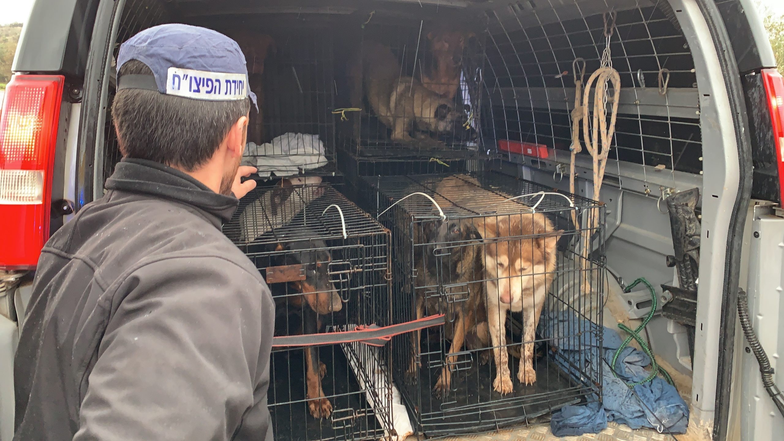 חולצו כלבים שעברו התעללות בטמרה