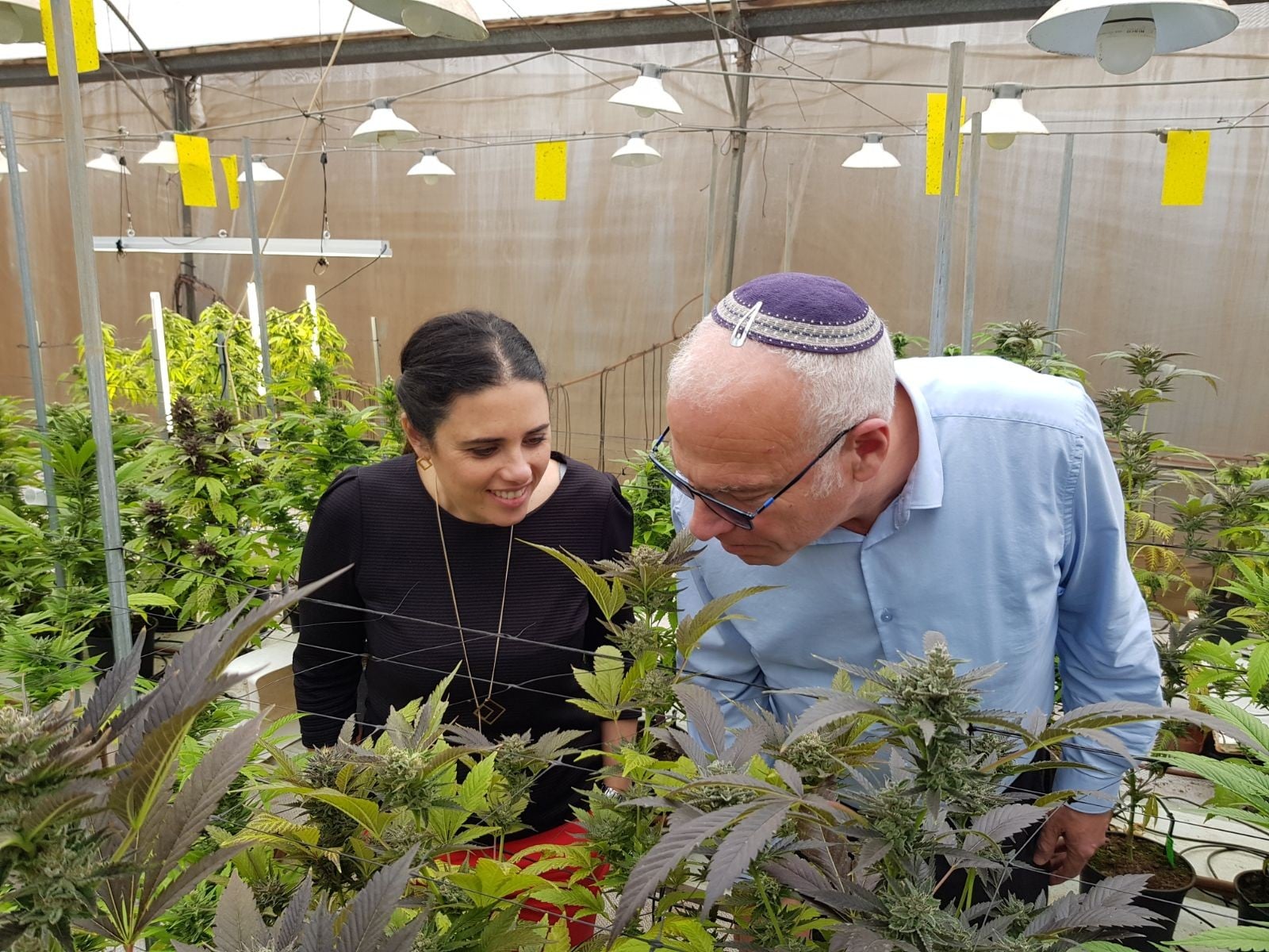 "אפס כתבי אישום על זליגה מחוות קנאביס למטרה פלילית"