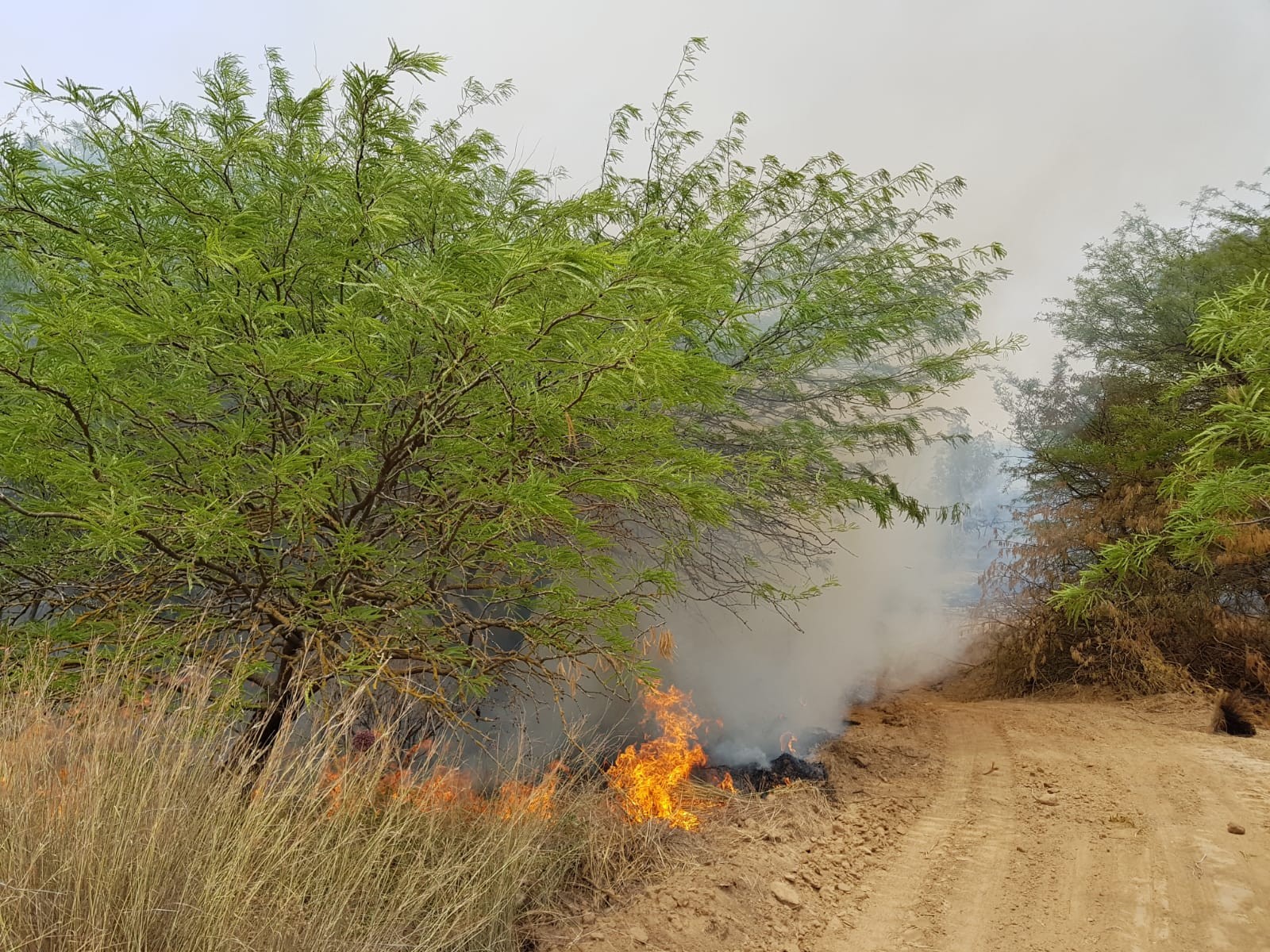 הטרור הערבי: 3 מוקדי הצתה כעת ביער ראש צורים
