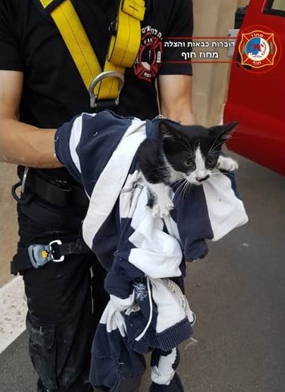 כמה רוע: גבר תועד בועט בעוצמה בגור חתולים