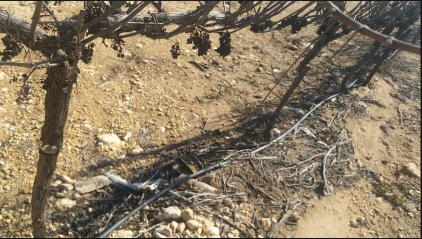 נעצרו 12 ערבים החשודים בהצתת מטעי דובדבנים בגוש עציון - כנגד חלק הוגשו כתבי אישום