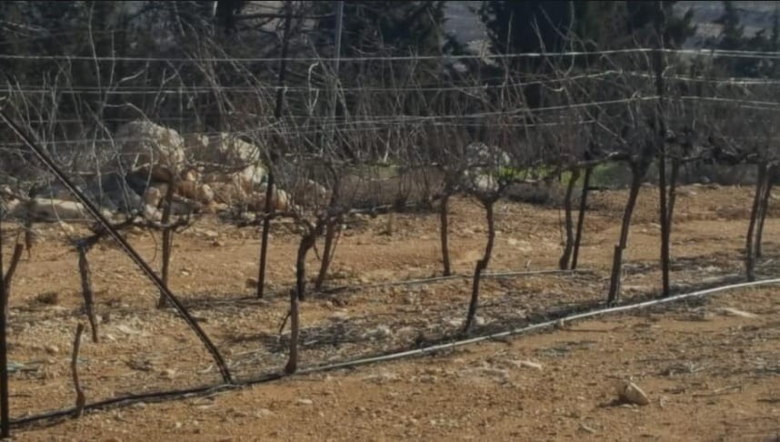 פורעים ערבים כרתו עשרות גפנים בכפר עציון