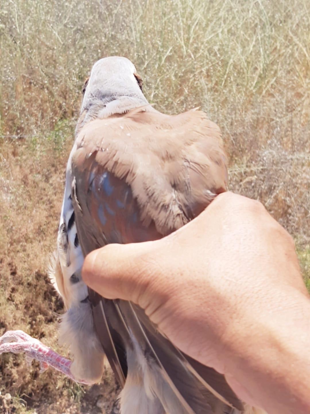 כפר ירכא: אותרו בעלי חיים מוגנים שהיו בשבי