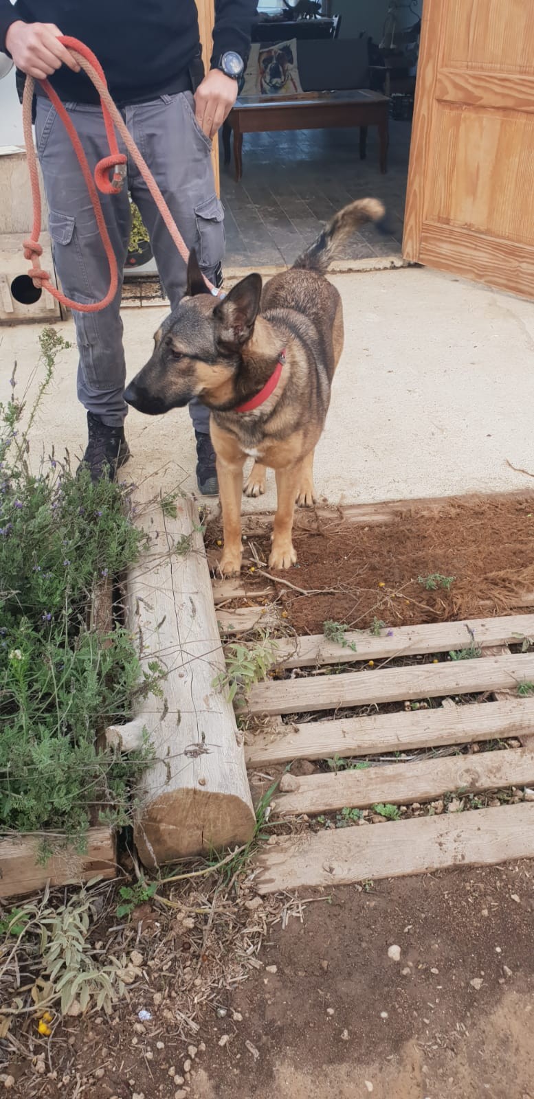 הכלבה שנגנבה לרהט הושבה לבעליה