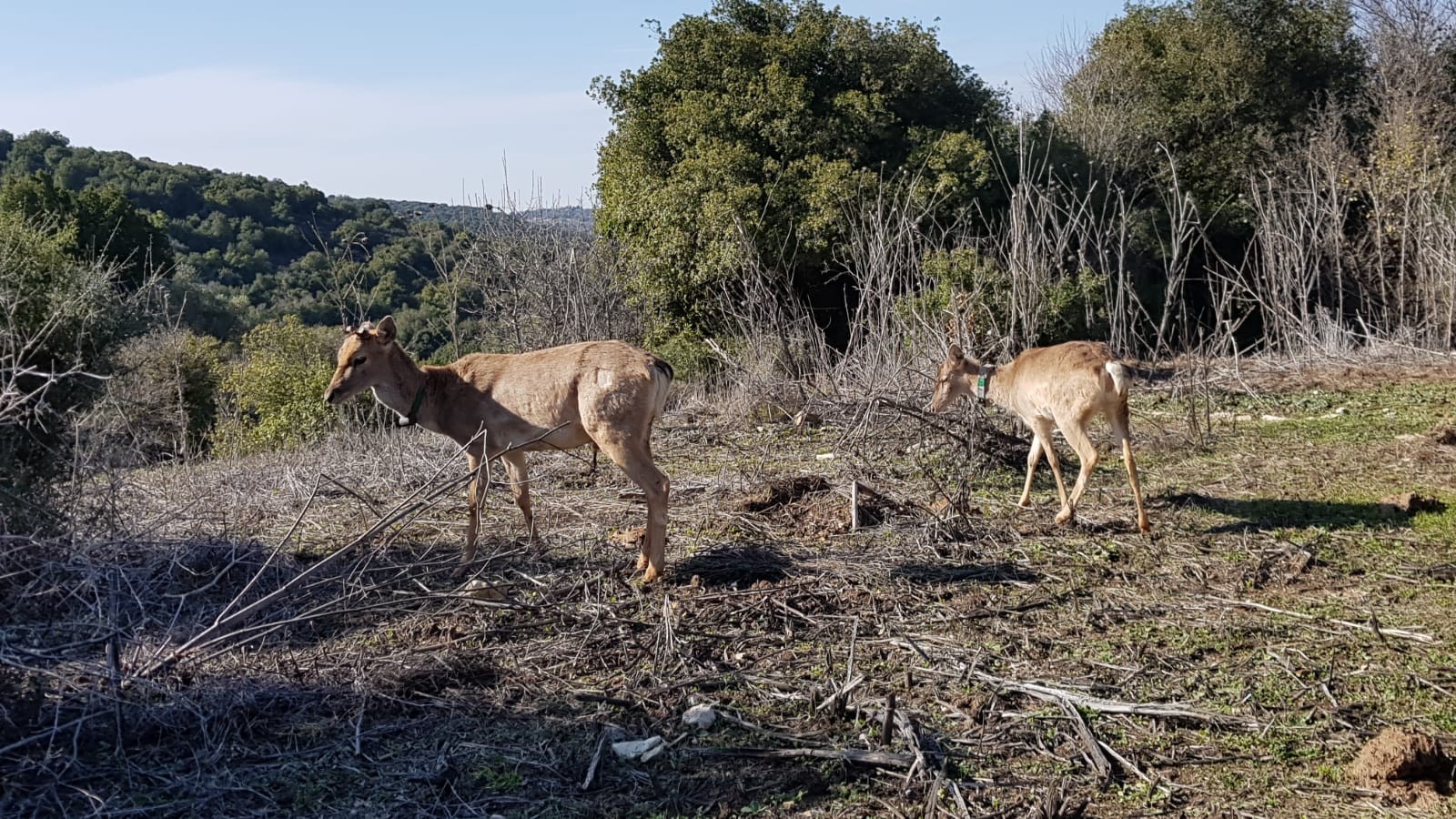 צילום: טל לביא, רשות הטבע והגנים