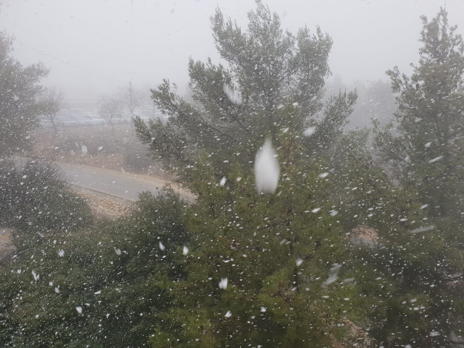 טו' בשבט: להצמיח בנו פירות