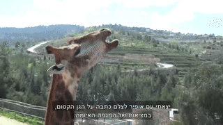 איך משפיעה הקורונה על בעלי החיים בגן החיות התנכי?