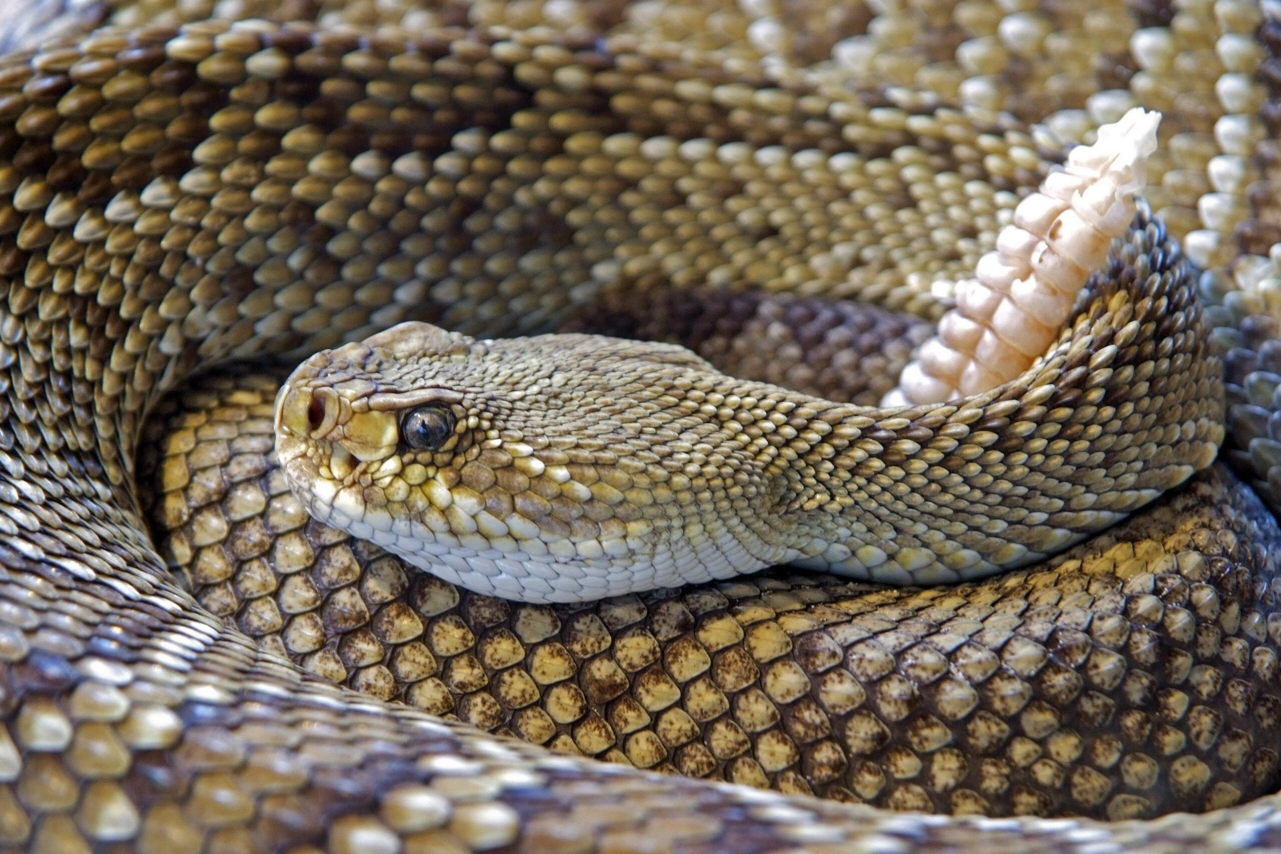 אילוסטרציה. צילום: Pexels