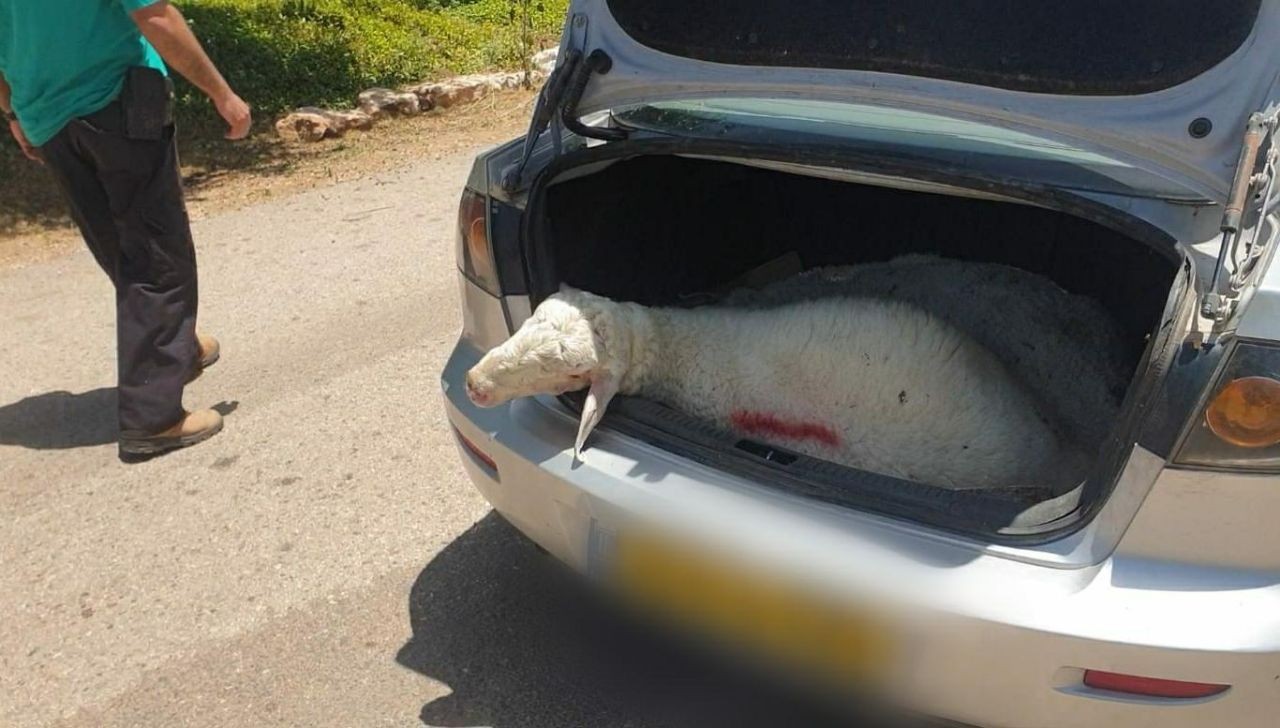 חשוד בגניבת צאן מהמעסיק שלו נעצר בסמוך לקיבוץ עין חרוד