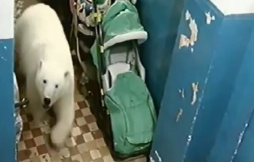 מפחיד: דובי הקוטב פושטים על עיירות מיושבות ברוסיה