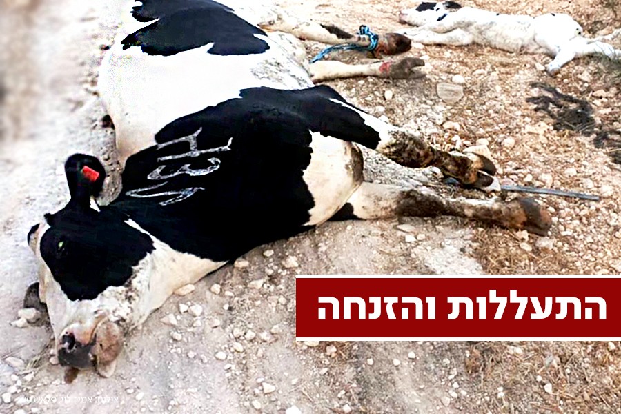 עגלים גוססים ללא טיפול: התיעוד חושף הזנחה קשה