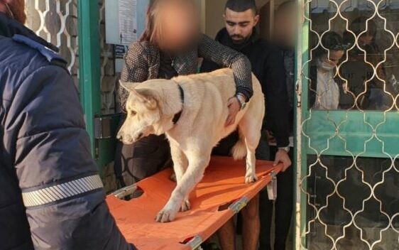 סיפור מדהים: כלב פצוע פינה את עצמו לתחנת מד"א