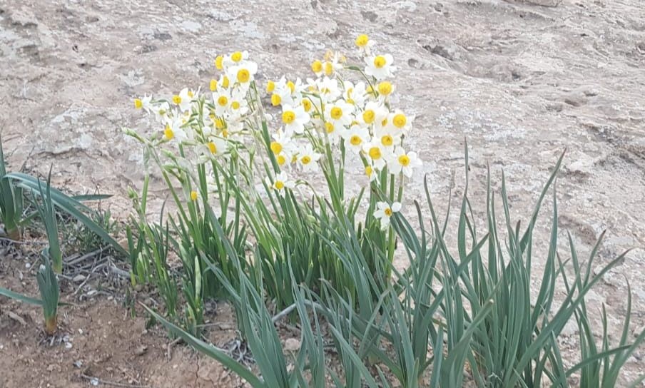 צילום: קובי פינקלר
