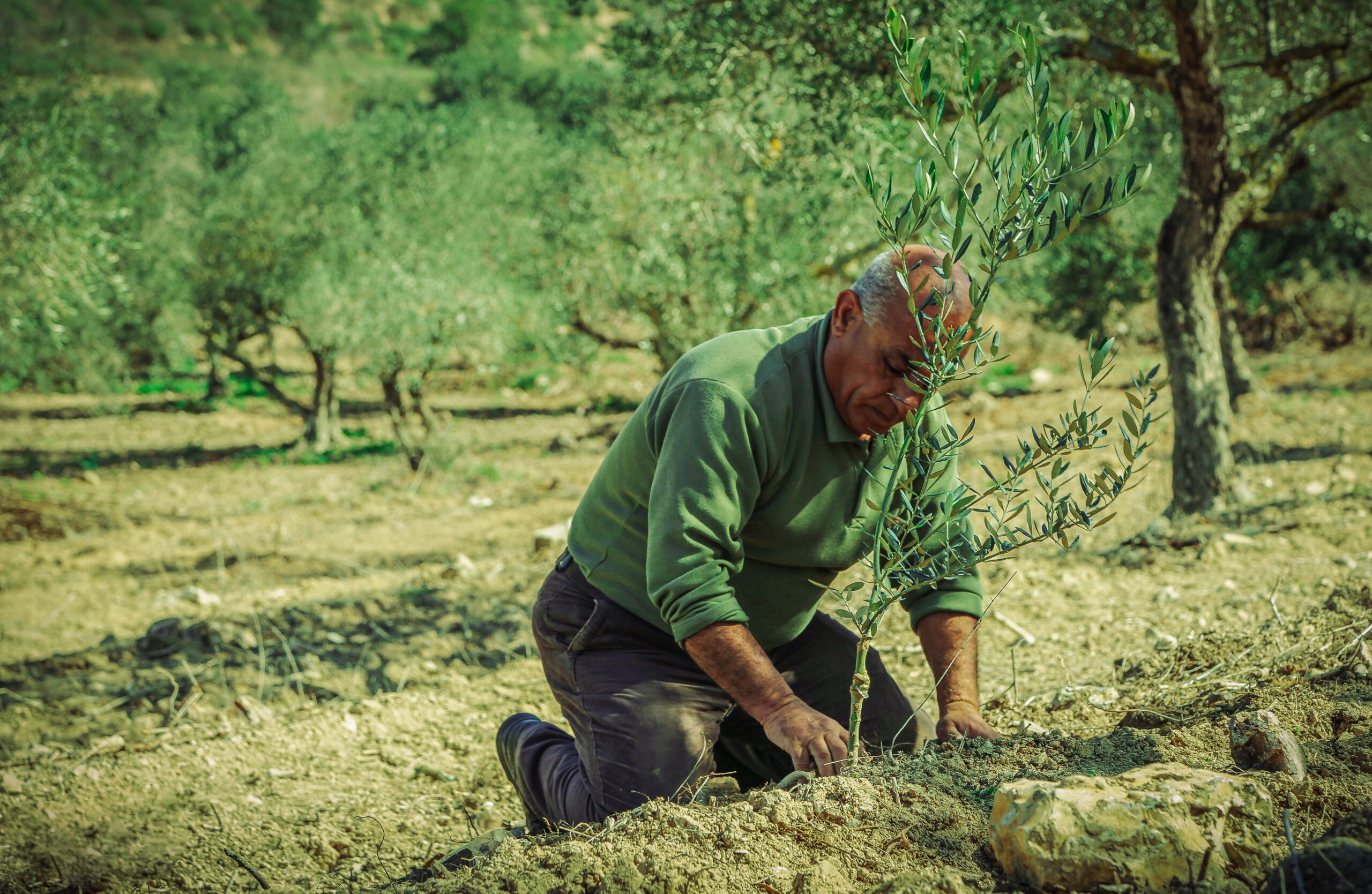 אפשר לשתול גם בבית: 4 רעיונות לגינון ביתי שתמיד מצליח