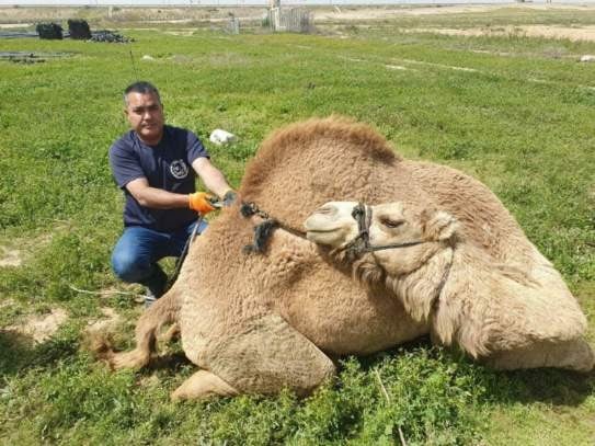 מבצע משטרתי נוסף נגד הפשיעה הבדואית בנגב – כל הפרטים