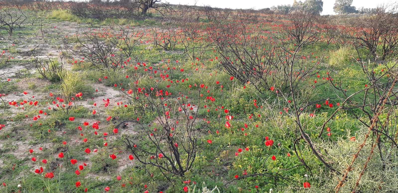 אירוע נטיעות יער 'חרבות ברזל' - נדחה שוב
