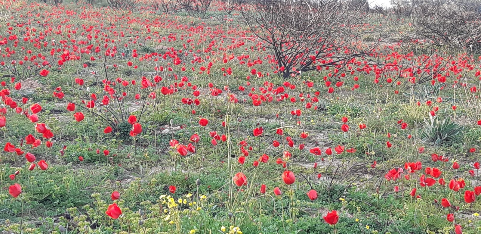 צילום: קובי סופר רשות הטבע והגנים