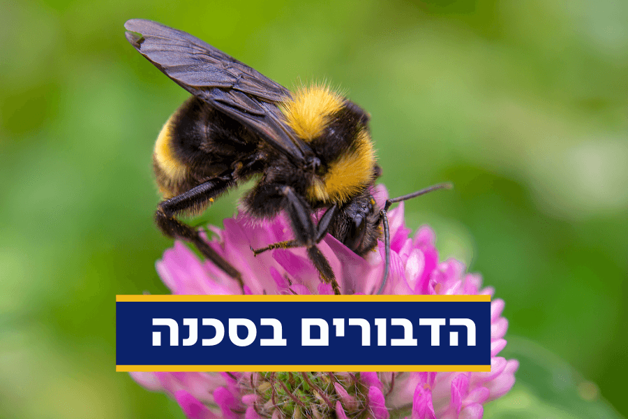 שימו לב: דבורי הבר בסכנה וזה נוגע לכולנו