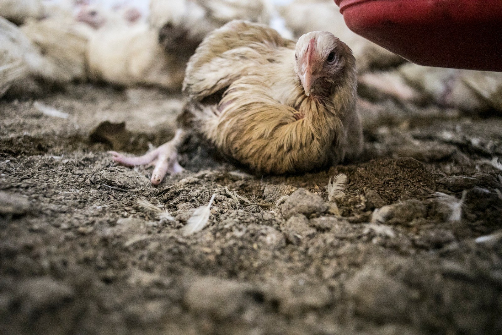 C14