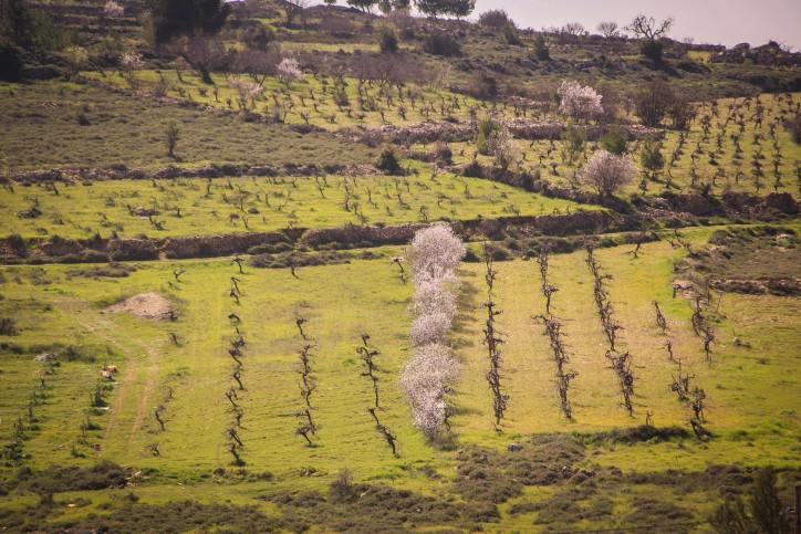 ראש מועצה בכפר ערבי בבנימין תועד משחית גדר חקלאית בבעלות יהודית