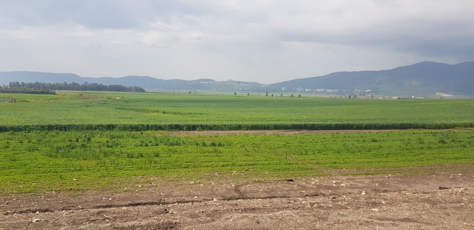 עמק של פריחה וטעמים: צאו לטייל בפסטיבל העמקים