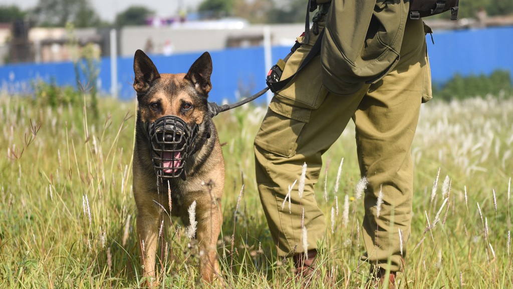 'סיזר' הכלב המוביל במספר איתורי האמל"ח בעוד מבצע מוצלח | תיעוד