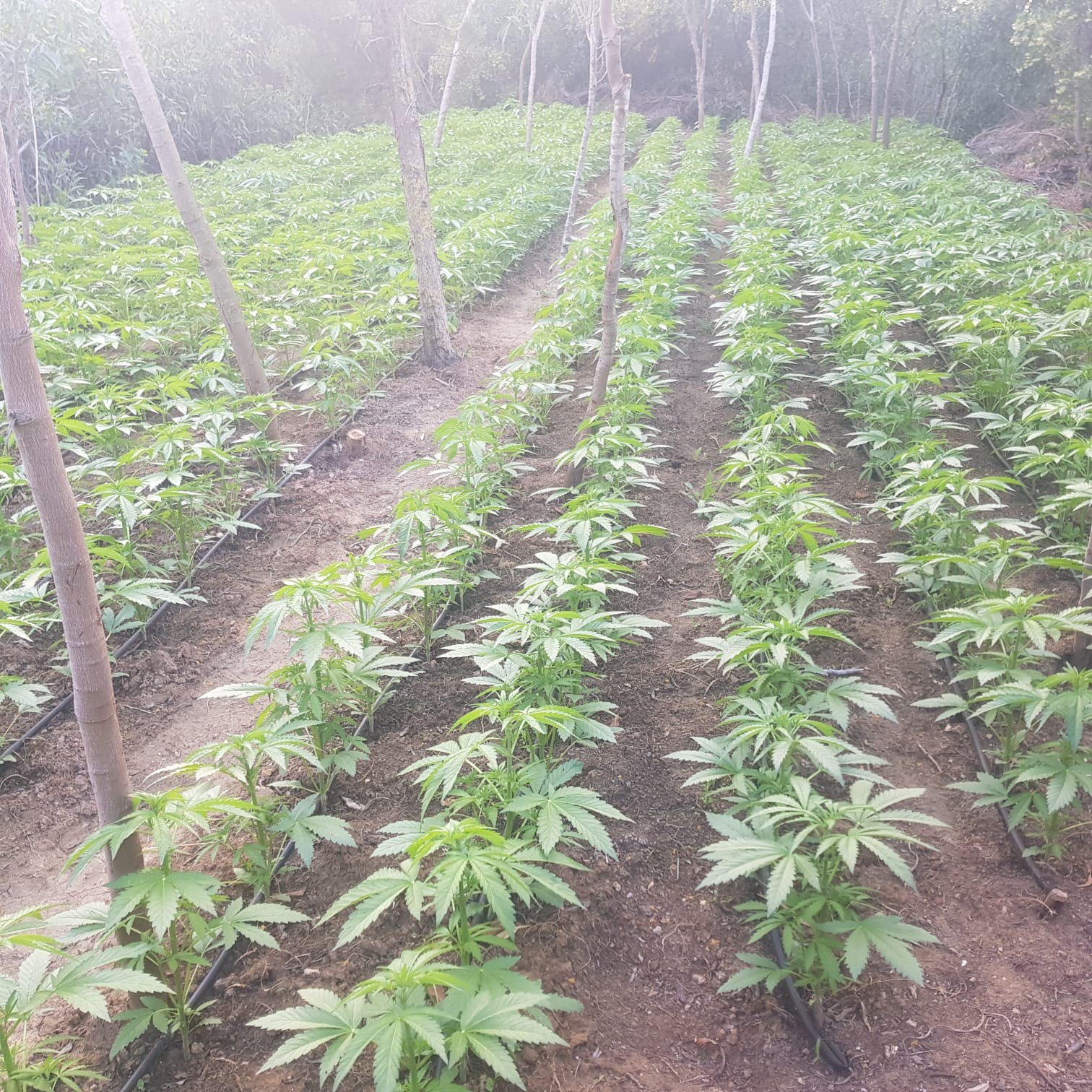 נחשפו חלקות אדמה סמוך לקיסריה ששימשו לגידול סמים