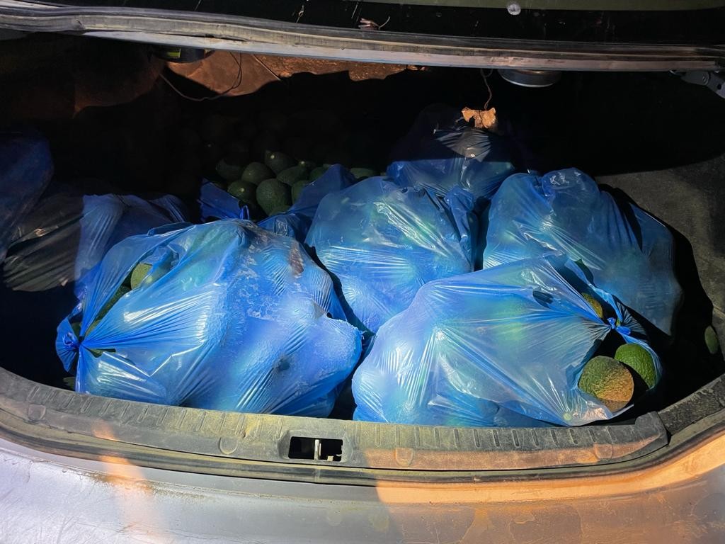 הדרום הפרוע | שני ערבים נתפסו עם 300 ק"ג אבוקדו ברכבם