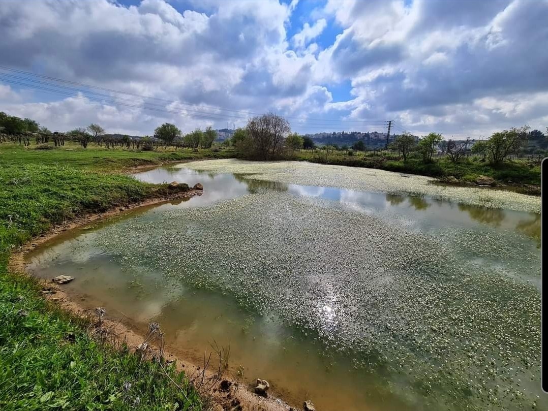מיוחד: בריכת חורף התגלתה בגוש עציון