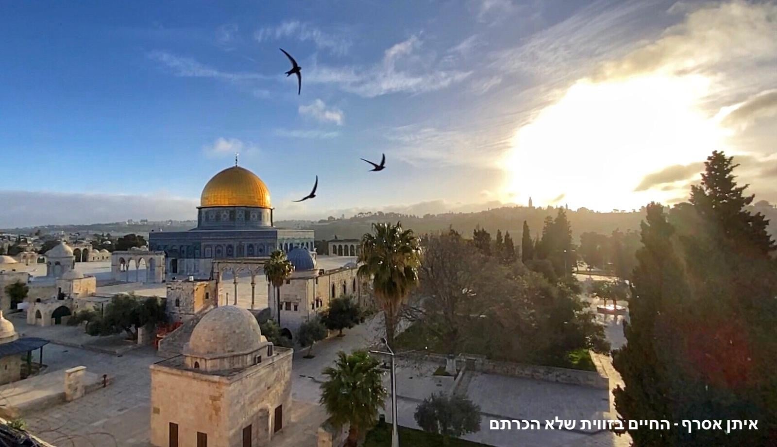 "צולם במשך שנה": עיריית ירושלים בסרטון עוצר נשימה | צפו