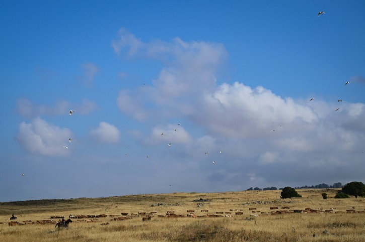 התחזית: עומס חום מתון, מחר ייתכנו טפטופים