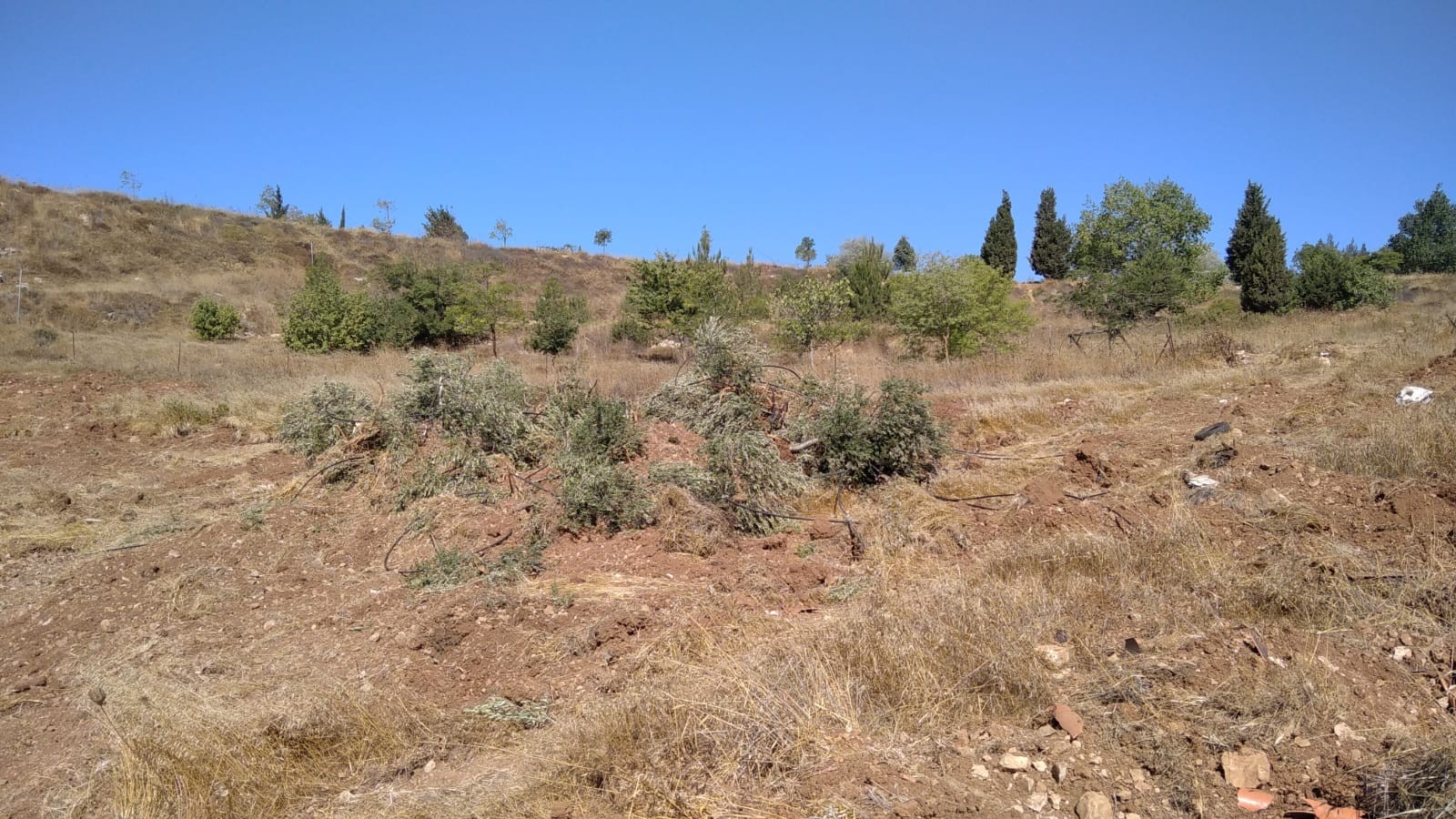 אלימות מתנחלים? פורעים ערבים עוקרים עצי זית של יהודים | צפו