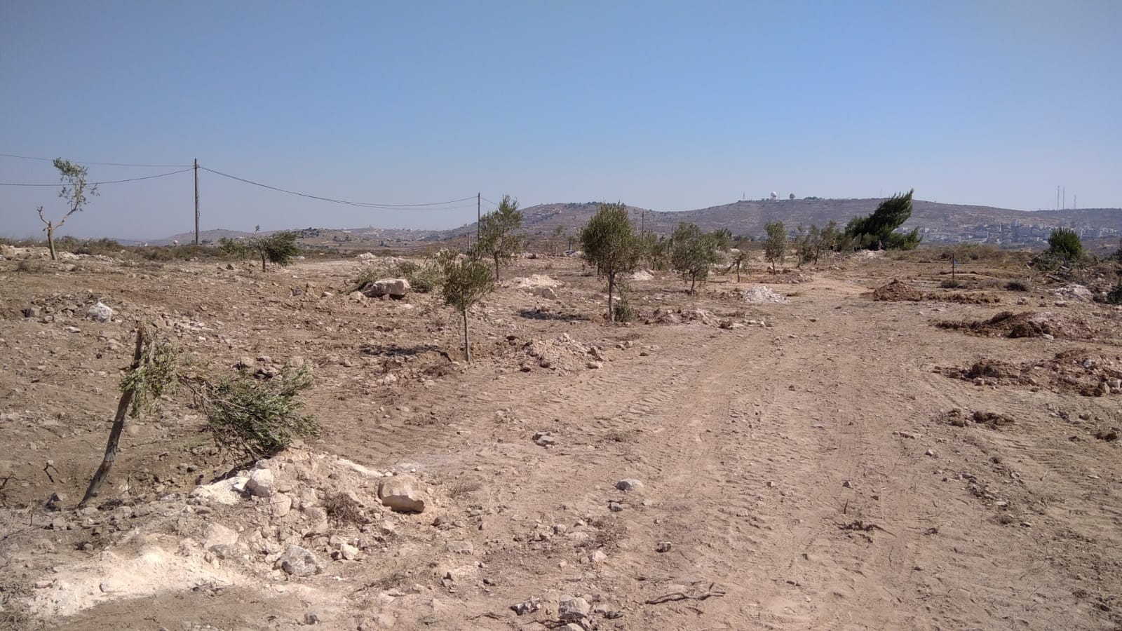 200 עצים הרבה מהם חדשים ניטעו