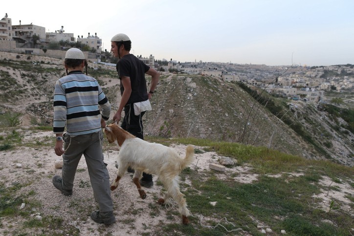 תכירו את עדר העיזים ששומר על אדמות ביו"ש