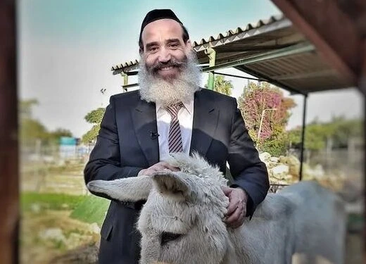 החמור, השור והמסר המיוחד של פרשת השבוע