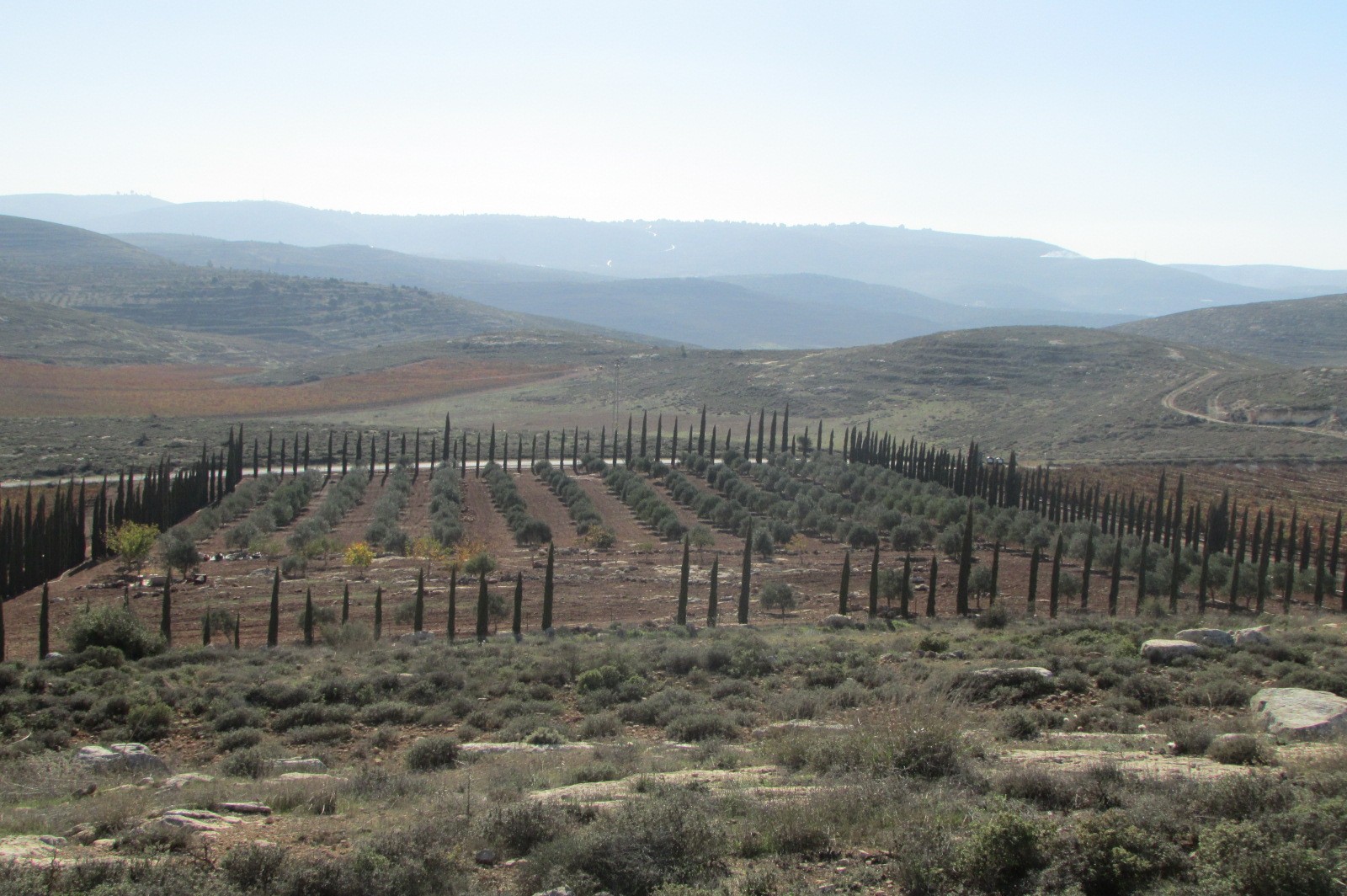 חשש מפינוי: כרמי זיתים בשווי של מיליונים בגוש שילה נמצאים בסכנת עקירה