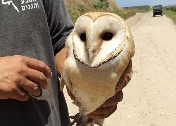 הילדים ויתרו על הטיול כדי להציל את התנשמת
