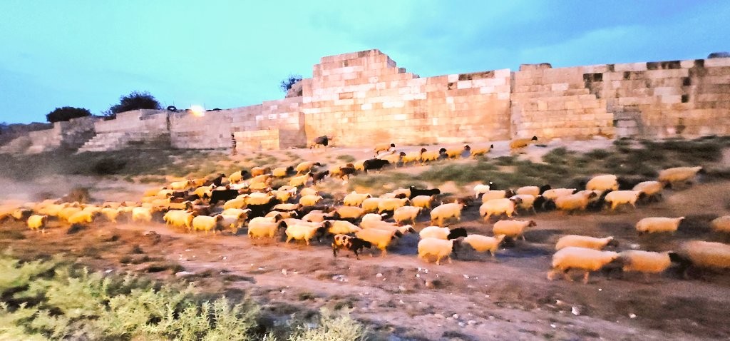 חוליה שביצעה עבירות רכוש וגניבות בקר וצאן נתפסה "על חם"