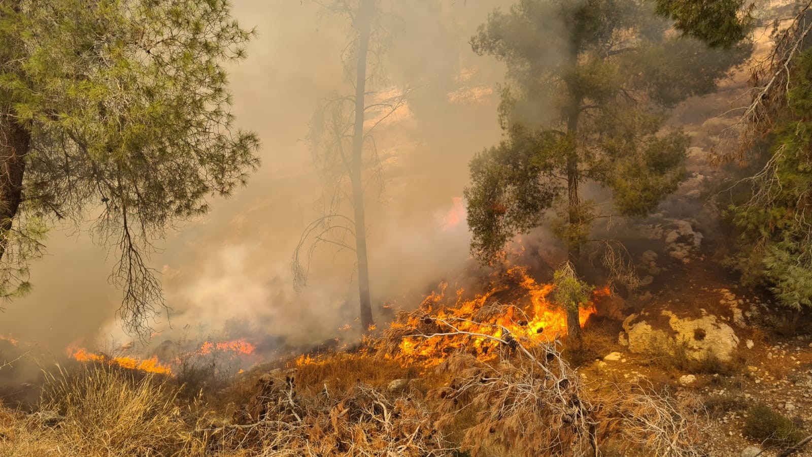 שריפה פרצה ביער גבעות: חשד להצתה